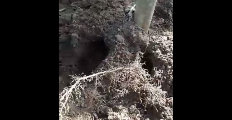 I danni causati dai cinghiali in un agrumeto di Castellaneta