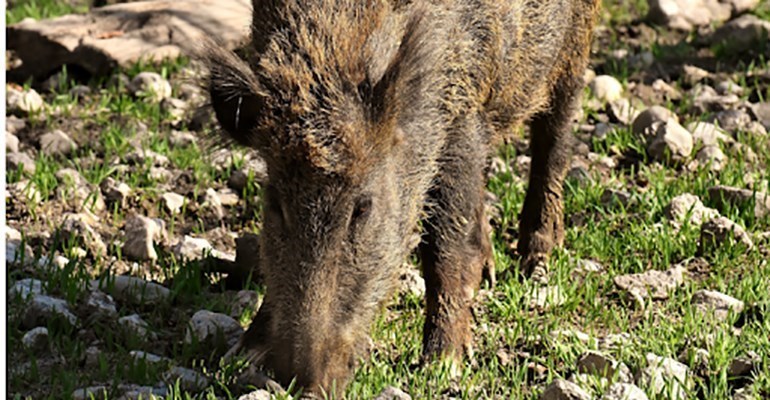 Puglia, la fauna selvatica conquista le campagne nel post-lockdown