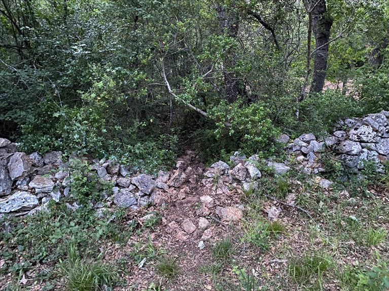 Il passaggio dei cinghiali nel bosco