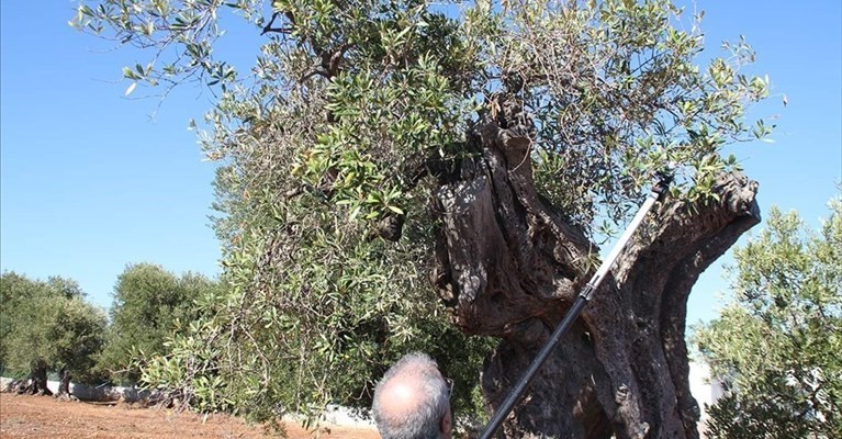 Xilella Xilella