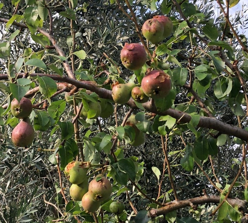 Frutta danneggiata Frutta danneggiata