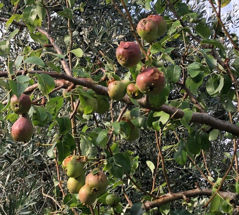 Frutta danneggiata