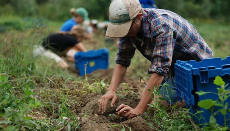 lavoro in campagna