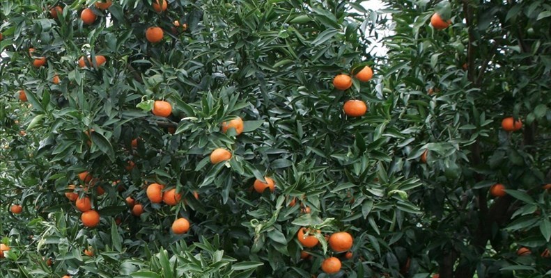 Agrumi