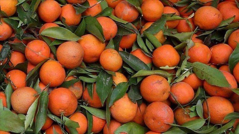 Le clementine Le clementine
