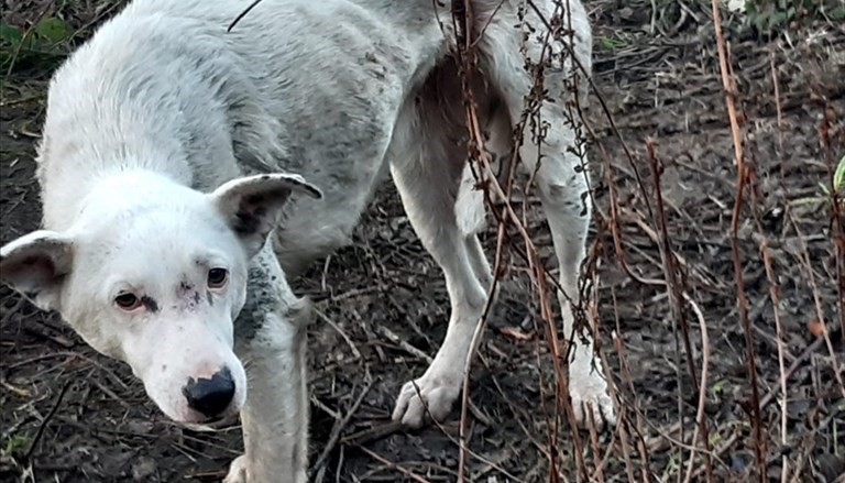 Il cucciolo salvato Il cucciolo salvato