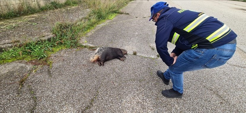 Bracconaggio a Castellaneta Marina: istrice freddato a colpi di fucile