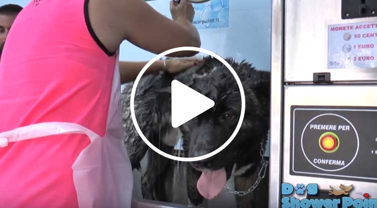 “DOG SHOWER POINT”: IL LAVAGGIO SELF SERVICE PER GLI AMICI PELOSI “DOG SHOWER POINT”: IL LAVAGGIO SELF SERVICE PER GLI AMICI PELOSI
