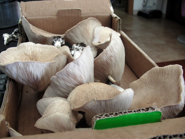 FUNGHI RUBATI: COMMERCIANTE DENUNCIATO PER RICETTAZIONE