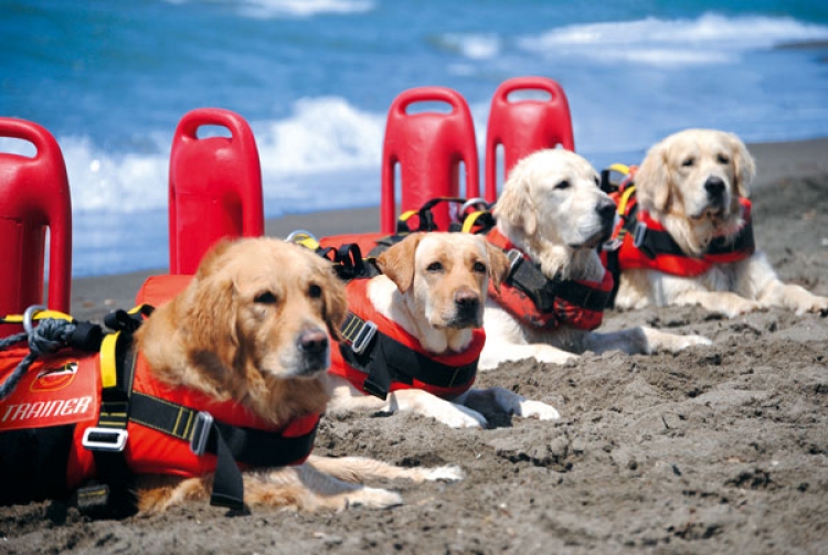 CASTELLANETA MARINA, DIMOSTRAZIONE CON CANI DA SALVATAGGIO ED INTERVENTO DI PRIMO SOCCORSO CASTELLANETA MARINA, DIMOSTRAZIONE CON CANI DA SALVATAGGIO ED INTERVENTO DI PRIMO SOCCORSO
