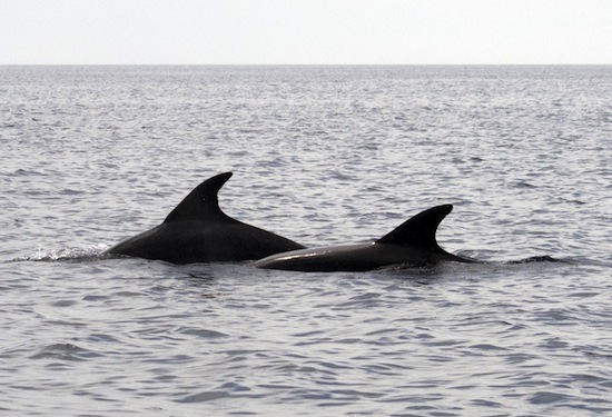 SPIAGGIATO UN DELFINO A CASTELLANETA MARINA