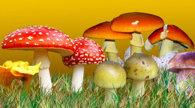 CORSO FORMATIVO PER RICONOSCERE I FUNGHI: SI COMINCIA LUNEDÌ CORSO FORMATIVO PER RICONOSCERE I FUNGHI: SI COMINCIA LUNEDÌ