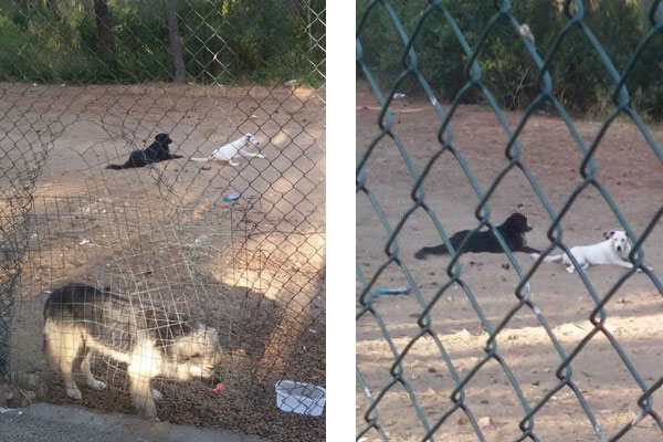 RANDAGISMO A CASTELLANETA MARINA: «SI INTERVENGA SUBITO» RANDAGISMO A CASTELLANETA MARINA: «SI INTERVENGA SUBITO»