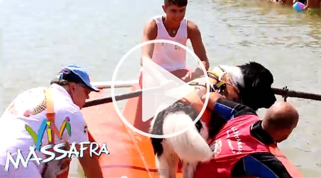 ARRIVANO I CANI BAGNINO