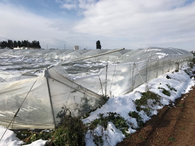 NEVE, RISARCIMENTI ANCHE AGLI AGRICOLTORI NON ASSICURATI