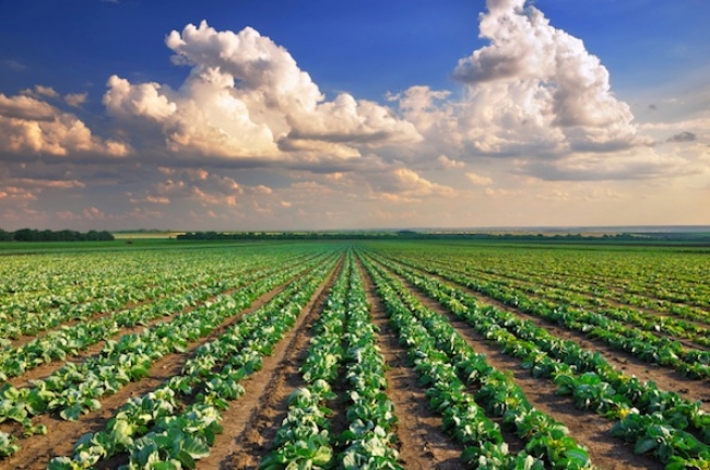 ACQUISTO DI TERRENI AGRICOLI: OPPORTUNITÀ DA NON PERDERE ACQUISTO DI TERRENI AGRICOLI: OPPORTUNITÀ DA NON PERDERE