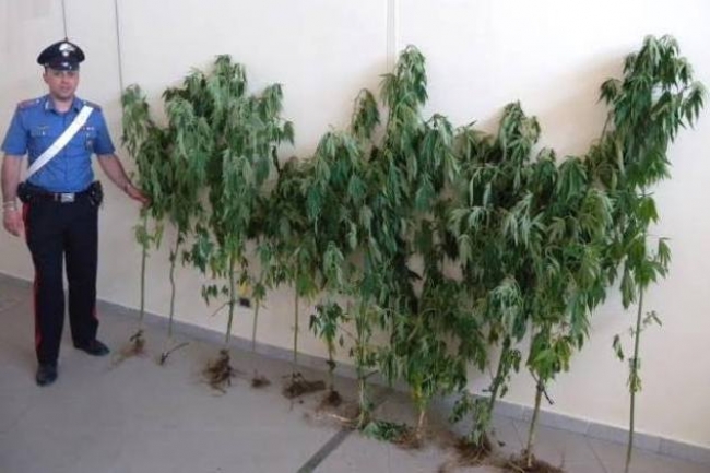 MASSAFRA, 75ENNE DENUNCIATO PER COLTIVAZIONE DI MARIJUANA . DICEVA CHE ERANO ALBERI DI NOCE