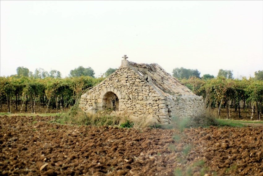 Eppure era una bella presenza tra i tendoni dell'uva